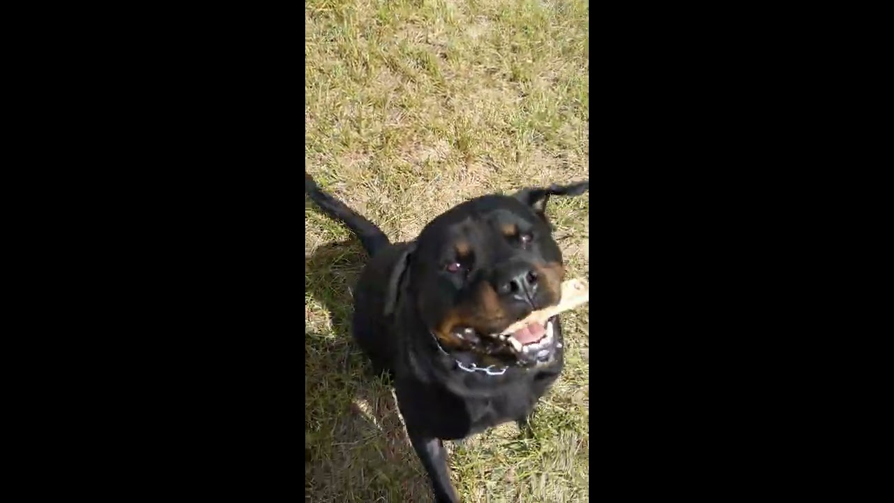 Entrainement pistage Français piste libre pour LoLypop Vom Hellimer Hof, Rottweiler Femelle