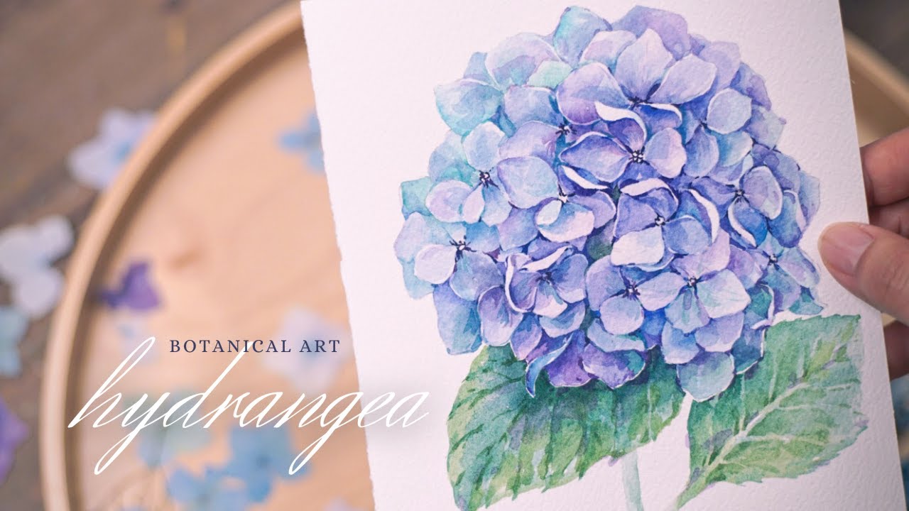 4K 수국 그리기_ 입체감 가득 보타니컬 수채화_ 밑그림 파일/Hydrangea watercolor Tutorial with Sketch file Botanical painting