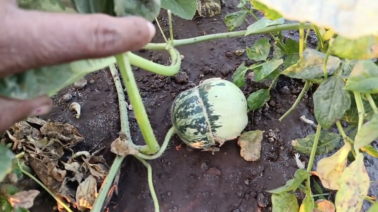 વાડીમા આતો મારવા ગયા 🌿👌🏻 #video #gujarati #vlog 