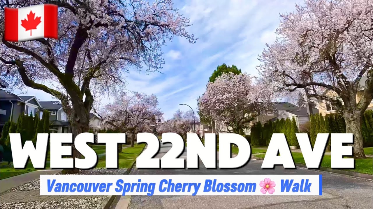 🌸🌸🌸Early Spring Cherry Blossoms Walking Tour through W 22nd Ave.,Vancouver ,BC 