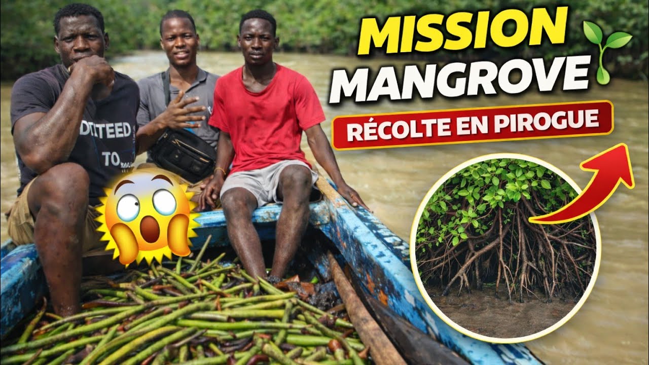 La mangrove ne sert à rien… jusqu’au jour où elle disparaît. 🤔🇨🇮