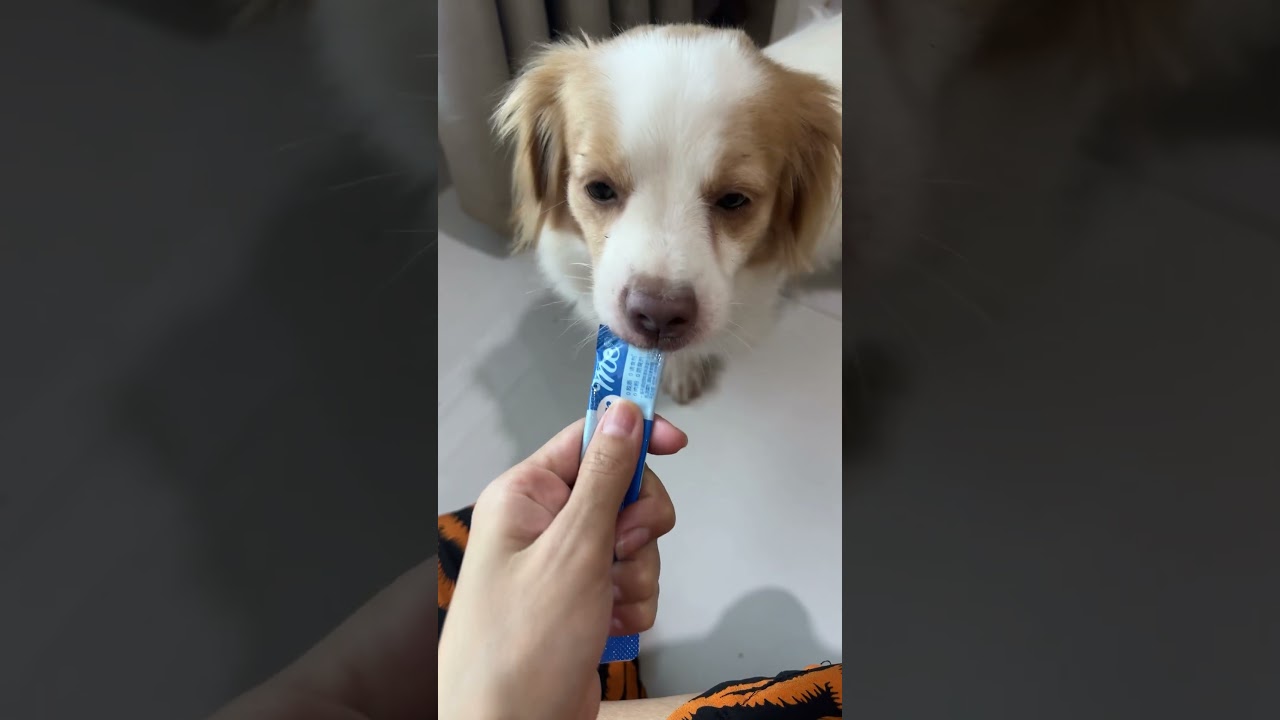Живу жизнью виляющего хвостом 🐕💫