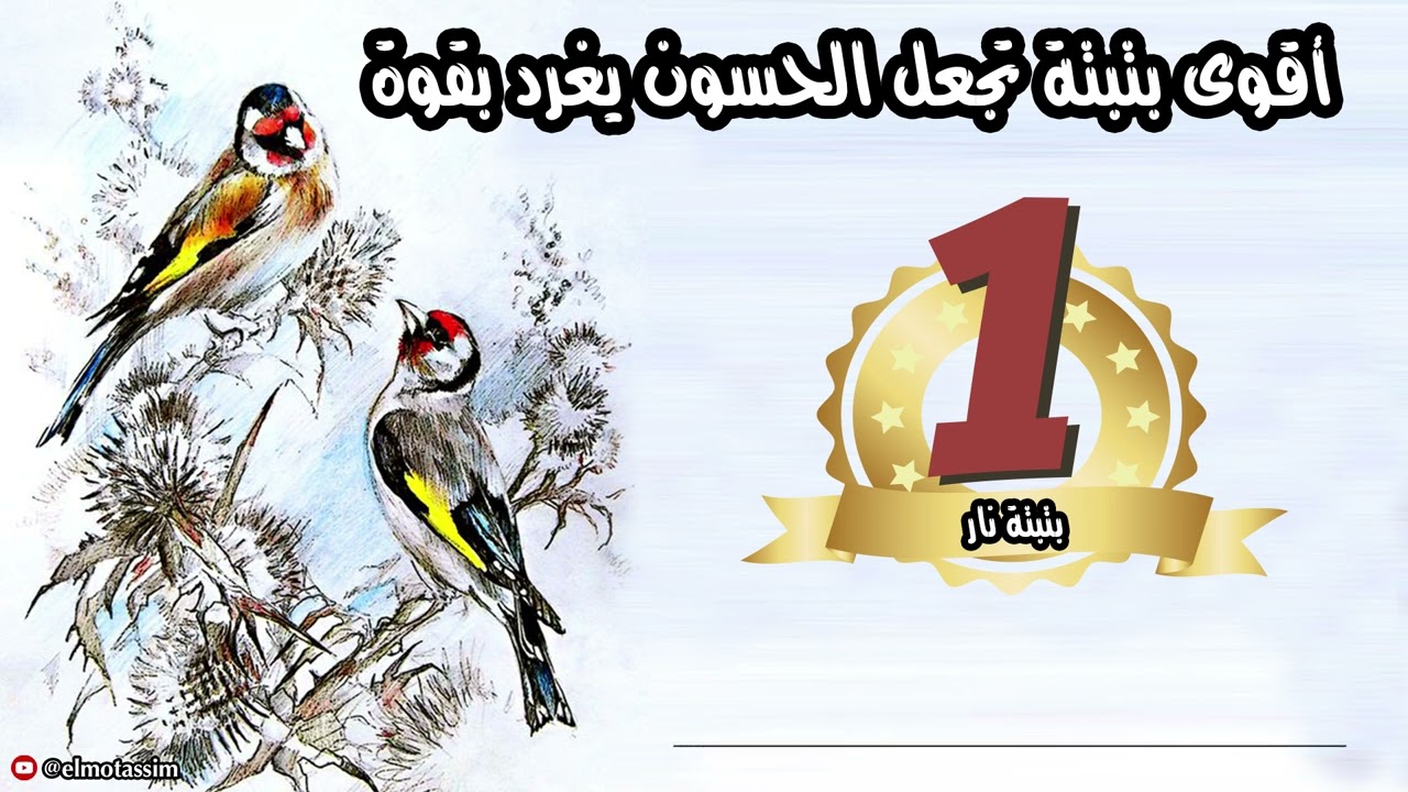 أقوى بتبتة تجعل الحسون يغرد بقوة