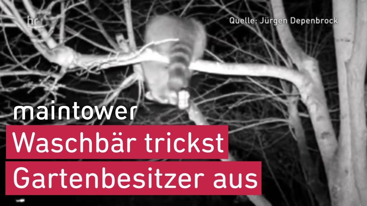 Tierischer Trickdieb – Waschbär klaut Vogelfutter | maintower
