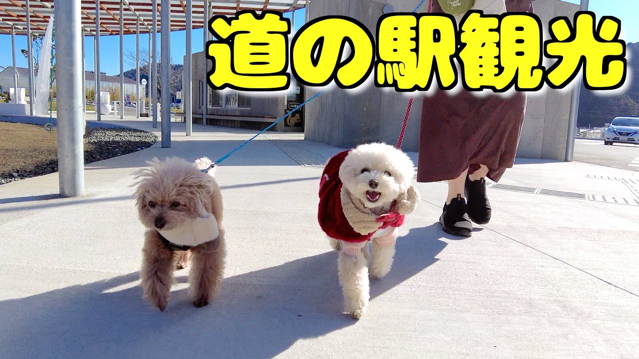 【保田小学校】帰宅前に道の駅を観光したら引き続き楽しそうでした！【トイプードル】