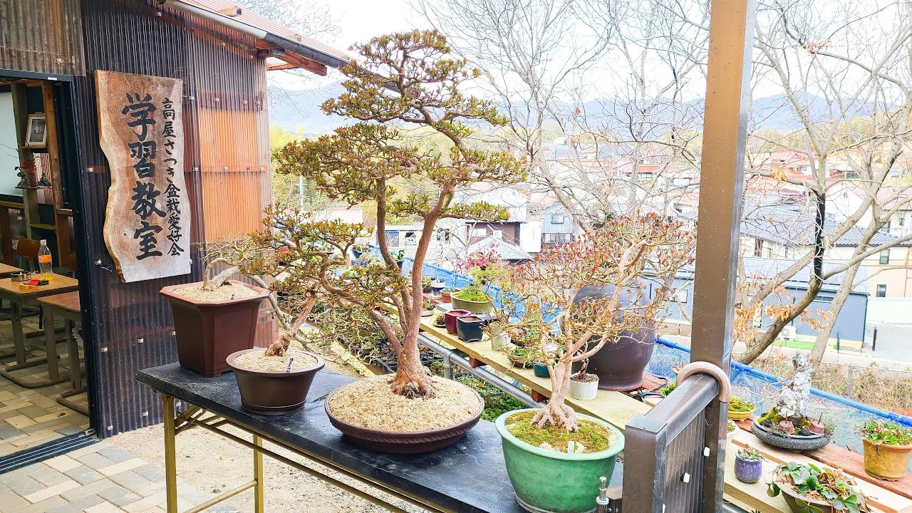 【皐月】髪の毛の剪定もしてみた