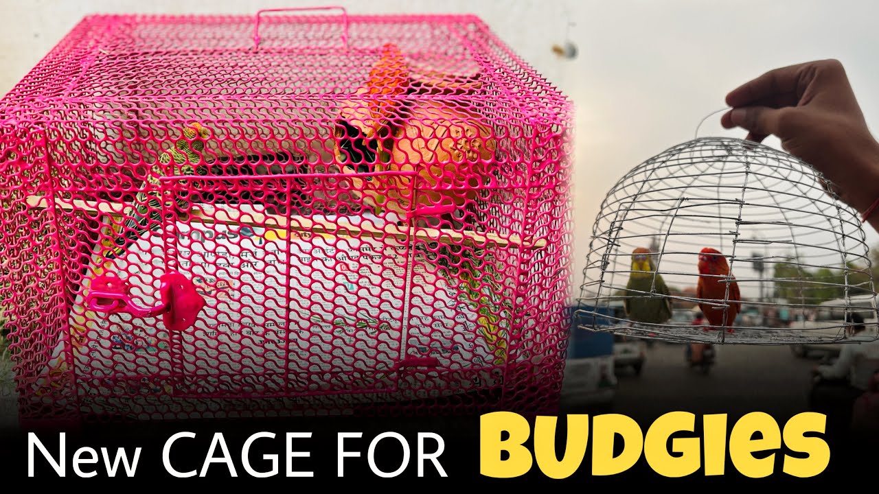 New Cage For Budgies Birds | Bajri Birds New Pijra | Model Brothers Vlog
