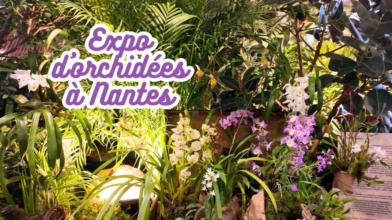🌿 Orchid Haul XXL 🌸 : Visite de l’Exposition à Nantes de la SOLO !