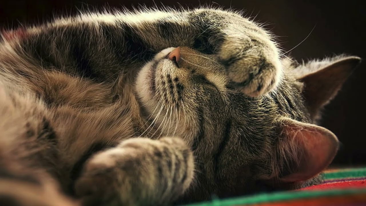 Sleep Fast Music for Cats 😺 | Relaxing Cat Sleep Music (30 Minutes)