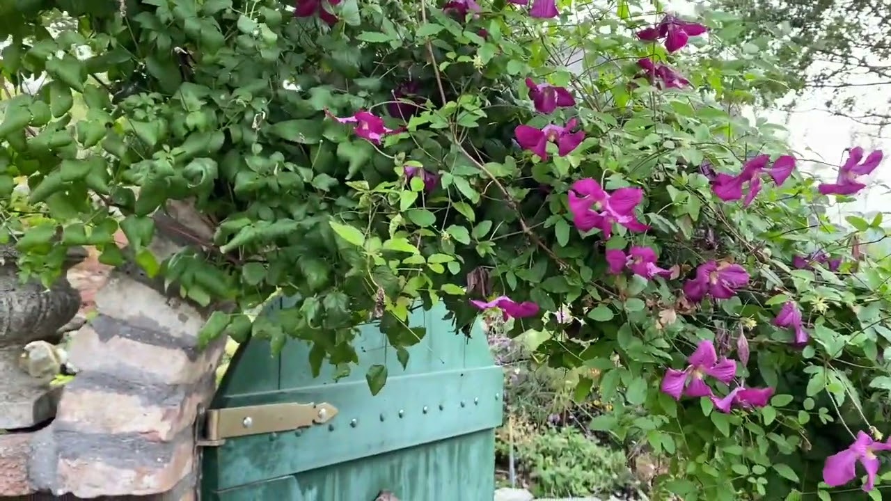 Clematis viticella: kisvir&aacute;g&uacute; klematisz