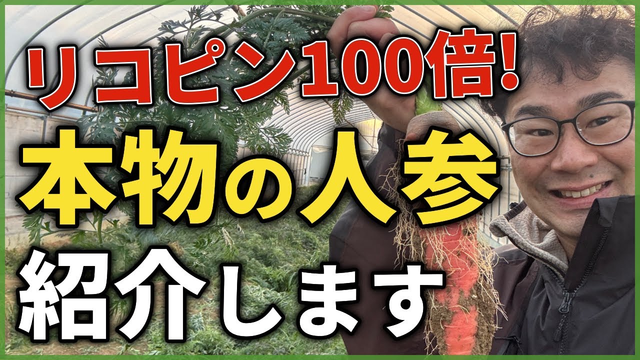 リコピン100倍! 「本物の人参」を紹介します。