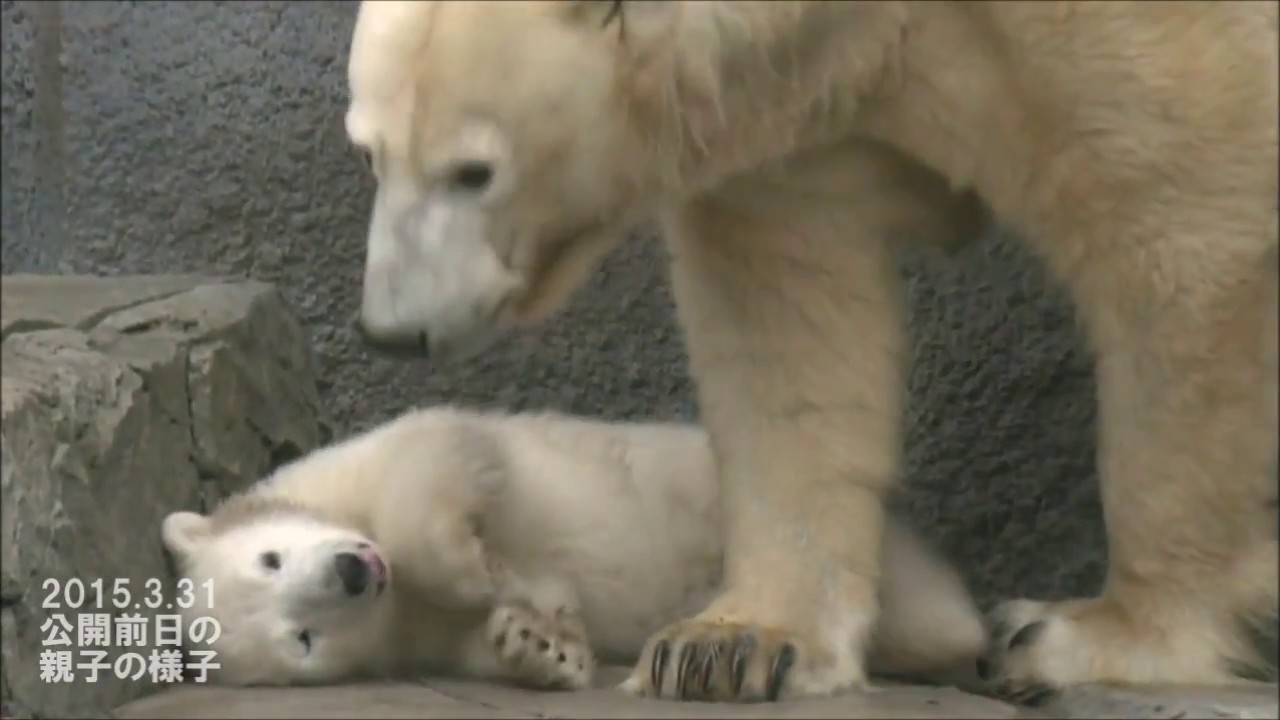 2015年「ホッキョクグマの赤ちゃん成長記」