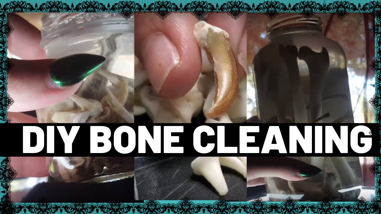 DIY Roadkill Bone Cleaning!💀(Coyote??)