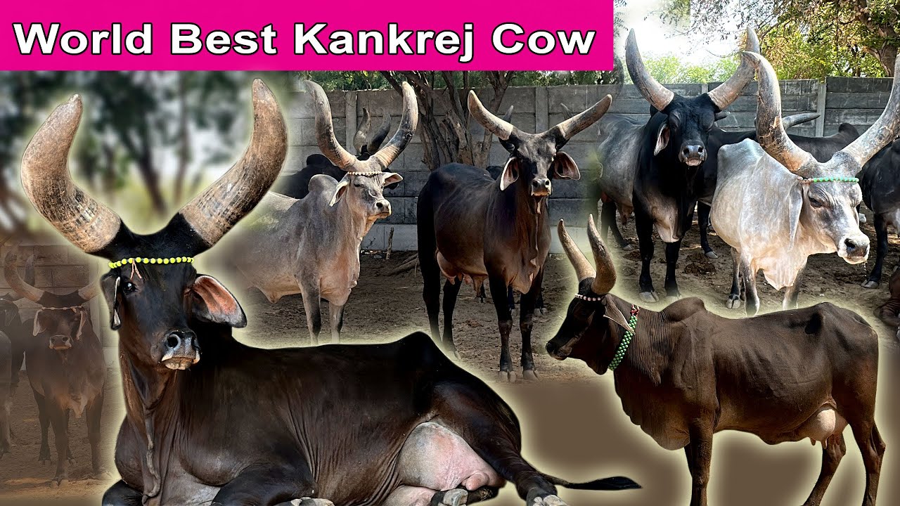 World Best Kankrej Cow । दुनिया की सबसे मज़बूत गाय कांकरेज । जयराम देसाई अहमदाबाद गुजरात ।
