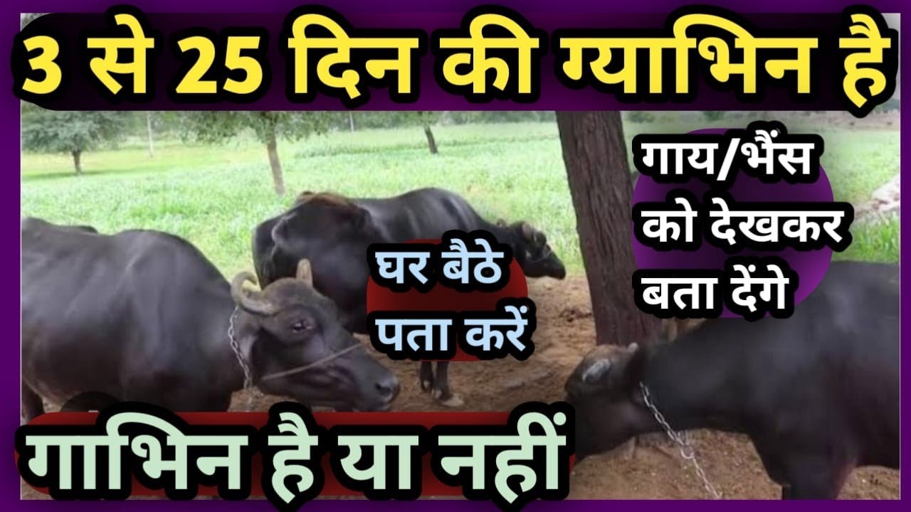 3 से 25 दिन की गाभिन है गाय/भैंस देखकर बता देंगे||घर बैठे पता करें गाभिन है या नहीं Pregnant hai ya