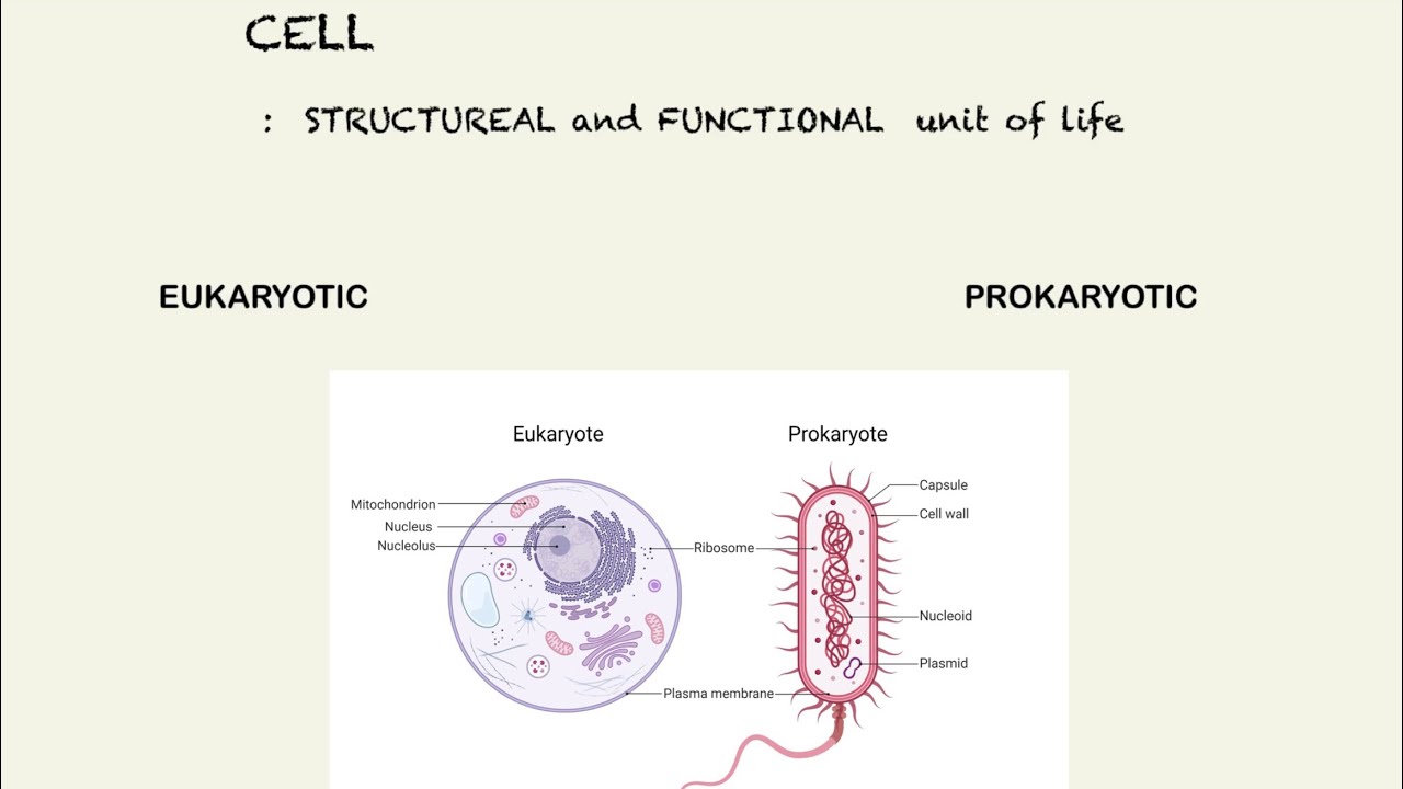 Cell: Prokaryotic vs Eukaryotic | Endosymbiotic Theory Explained in Hindi