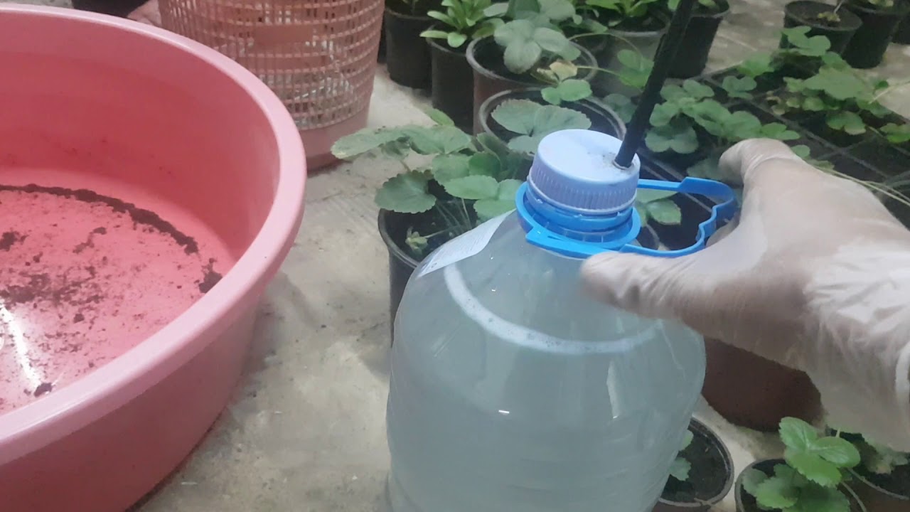 مبيد النيماتودا ( نيما -  فري ) من استراكيم