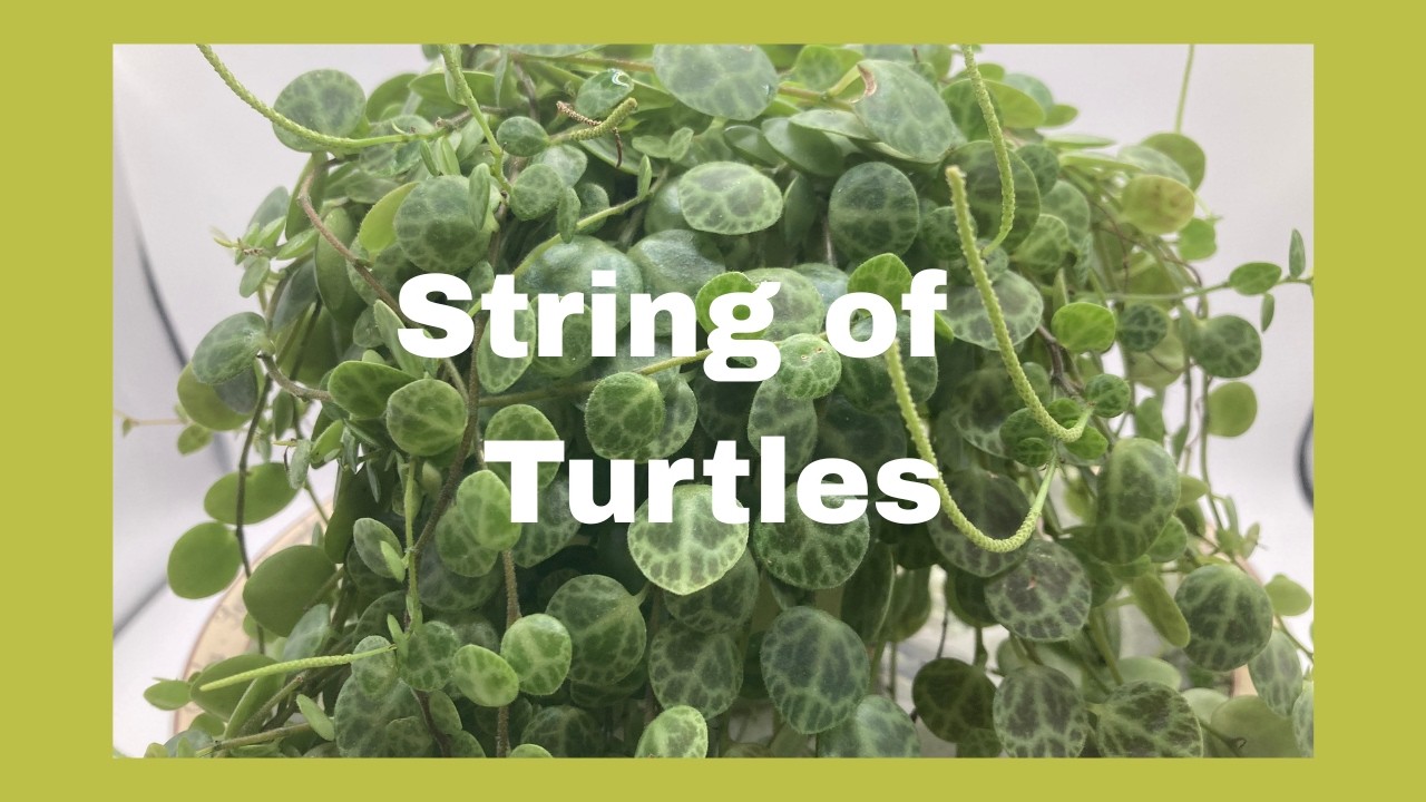 String of Turtles Plant Spotlight