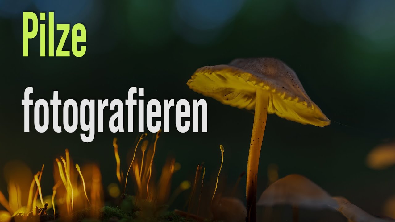 Pilze fotografieren ohne Makro Objektiv.