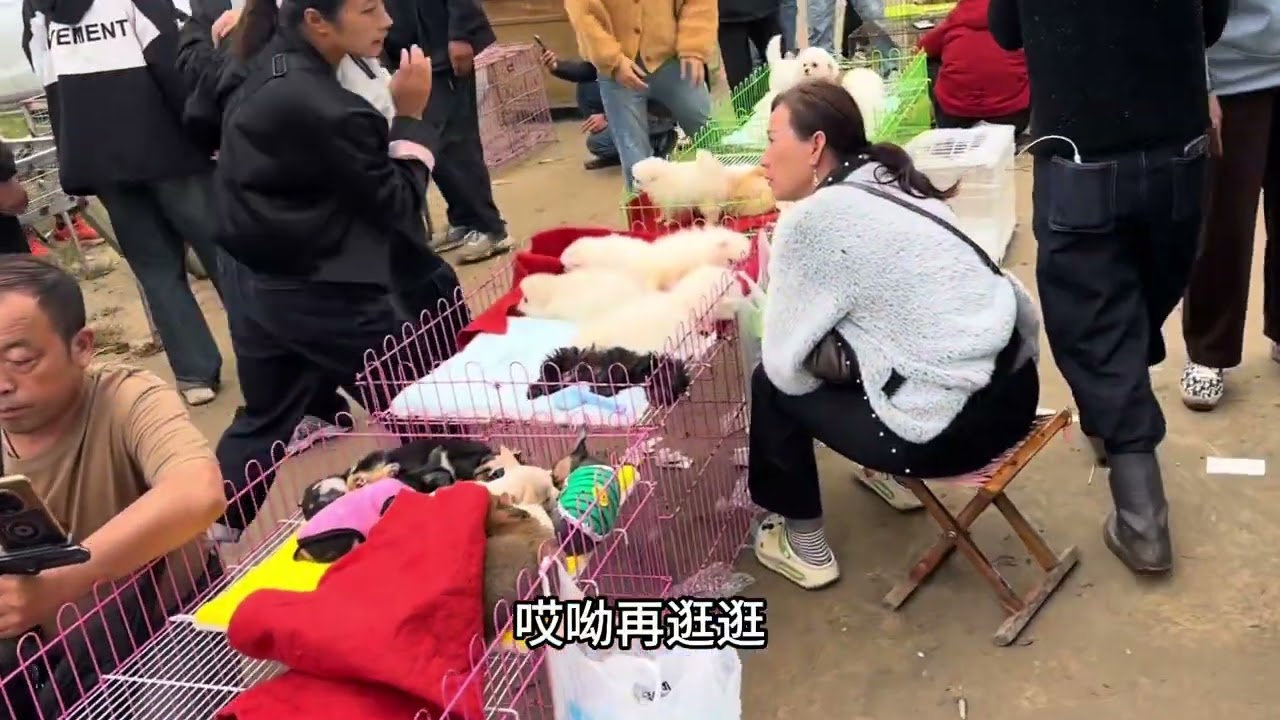 逛农村狗市，了解宠物狗价格！ #狗市淘狗 #狗市 #边境牧羊犬
