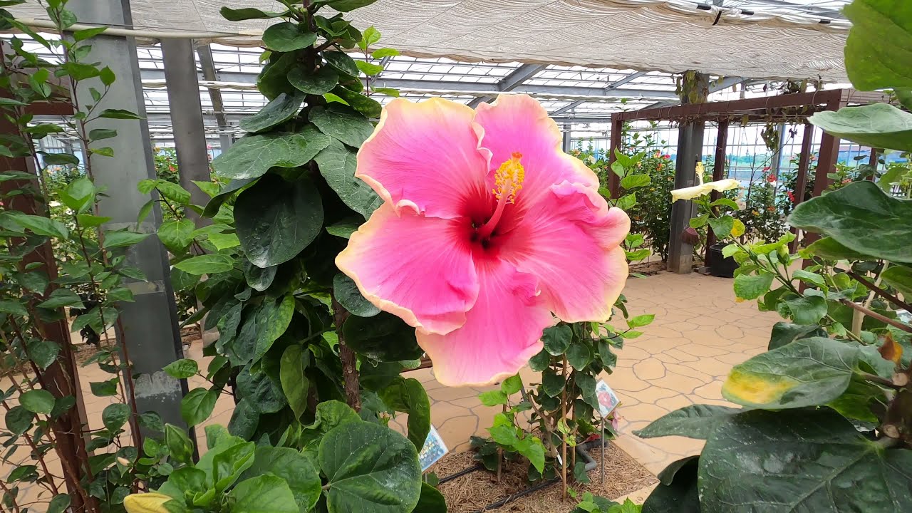 1800 Varieties of Hibiscus ~ World's No. 1 Hibiscus Garden Pt. 3