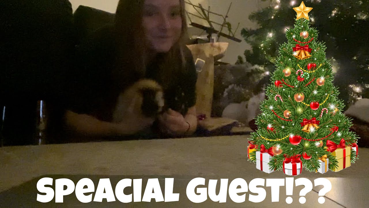 Guinea Christmas 2025 🎄🐹 | Stockings, Presents & Late Holiday Fun with Oreo & Fluffles