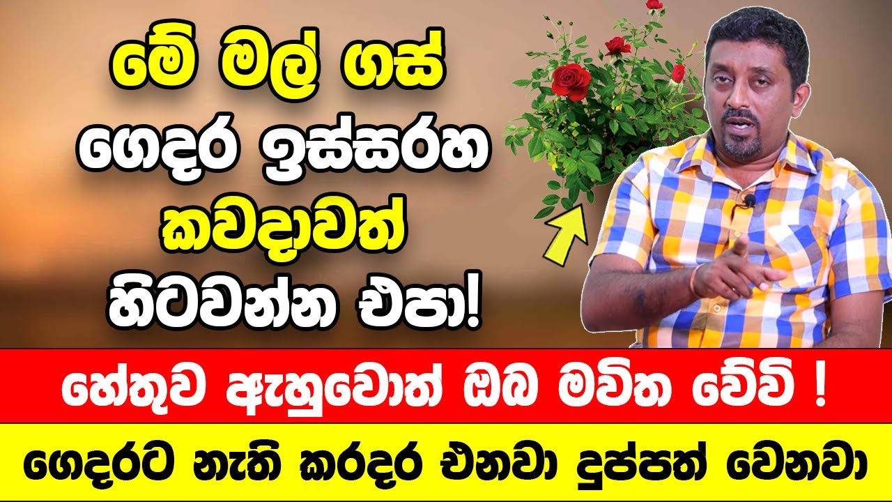 මෙන්න මේ මල් ගස් කවදාවත් ගෙදර ඉස්සරහ හිටවන්න එපා! | ගෙදරට නැති කරදර එනවා |දුප්පත් වෙනවා | Ape Gedara