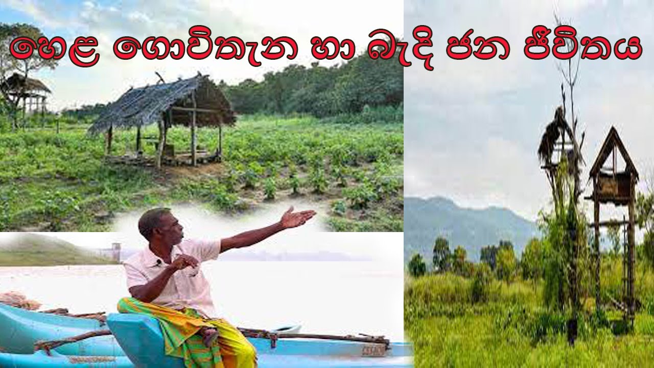 හෙළ ගොවිතැන හා බැදි ජන ජීවිතය| Hela Govithana