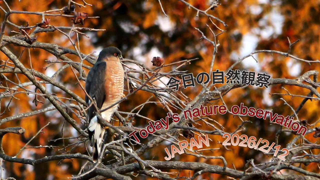 今日の自然観察　Today's nature observation　JAPAN  2026/2/12