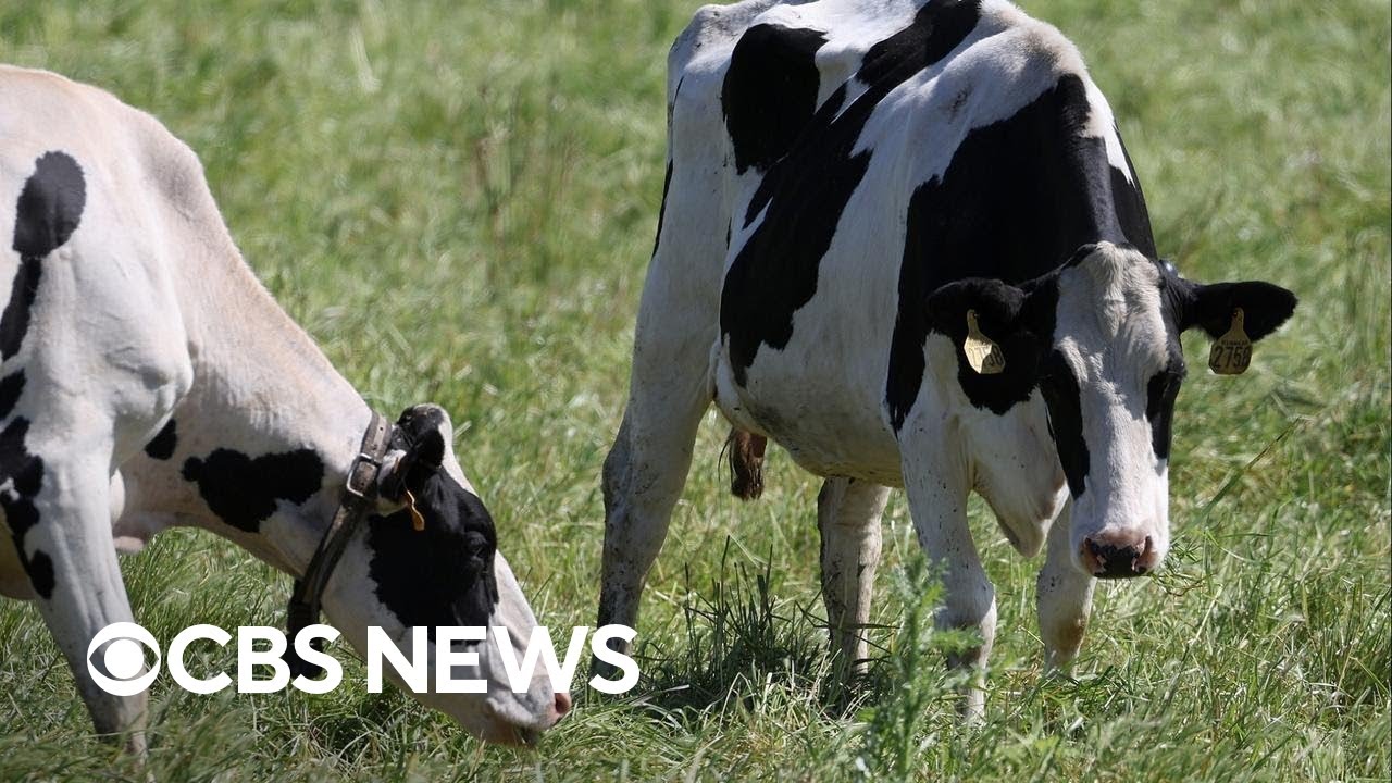 CDC to publicly post wastewater data amid bird flu outbreak
