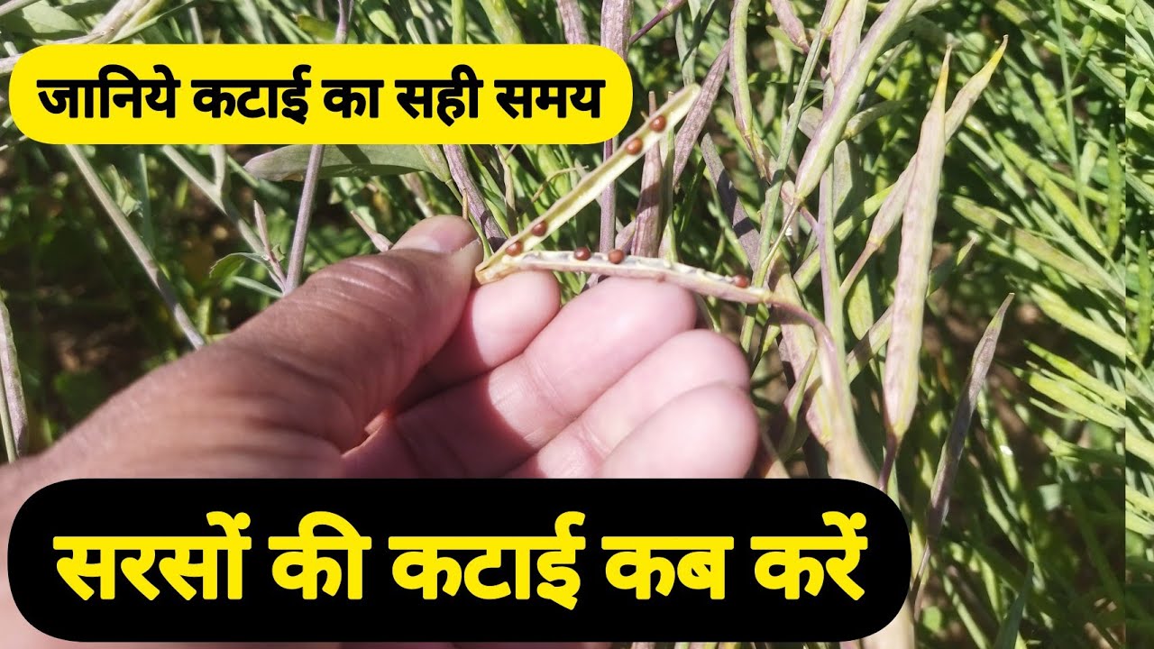 सरसों की फसल की कटाई कब करें//Sarso ki katai kab kare//रायड़ा की कटाई