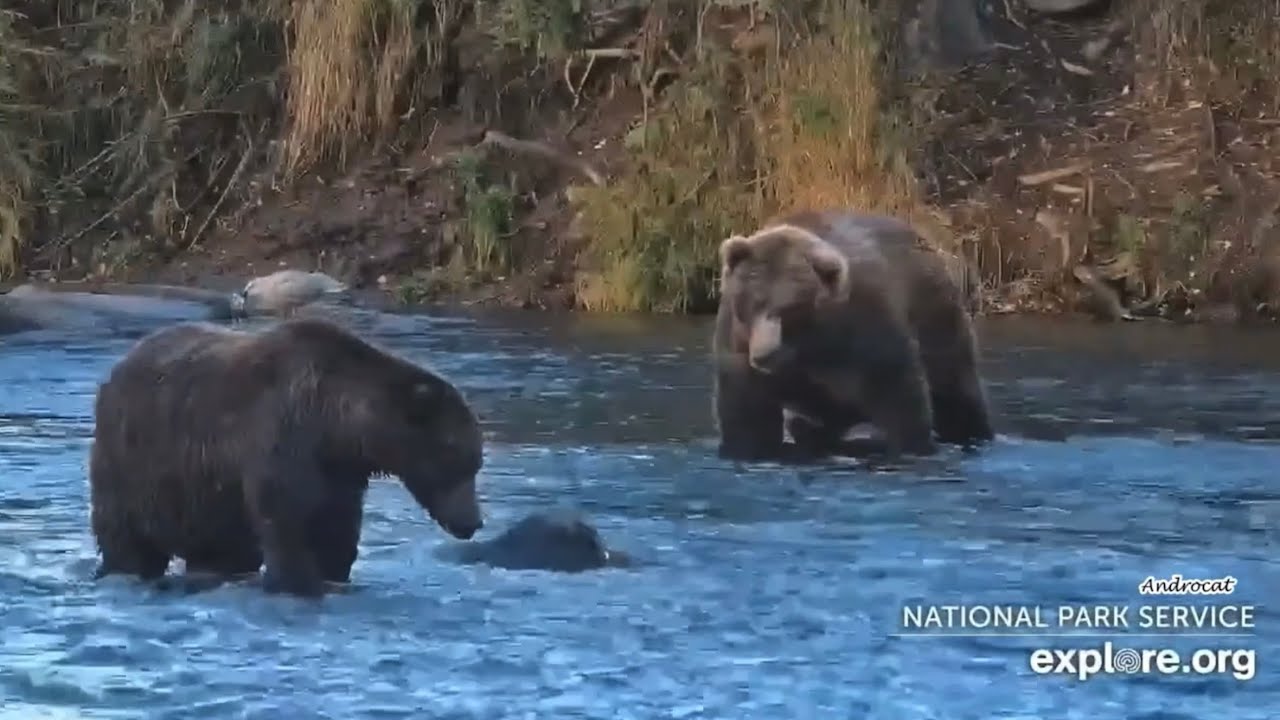 Katmai Bears 12-12-25.  Memory Lane - Bear #164 Bucky Hop Charges #474, from 10-9-25.  explore.org