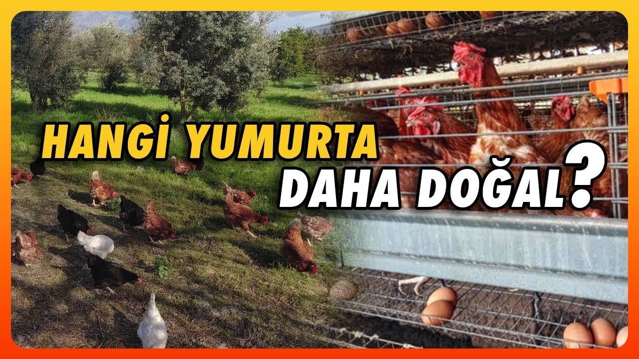 Hangi Yumurta Daha Doğal? | Bah&ccedil;ede Gezen mi? K&uuml;meste Gezen Mi? | Bedava Kışlık Odun