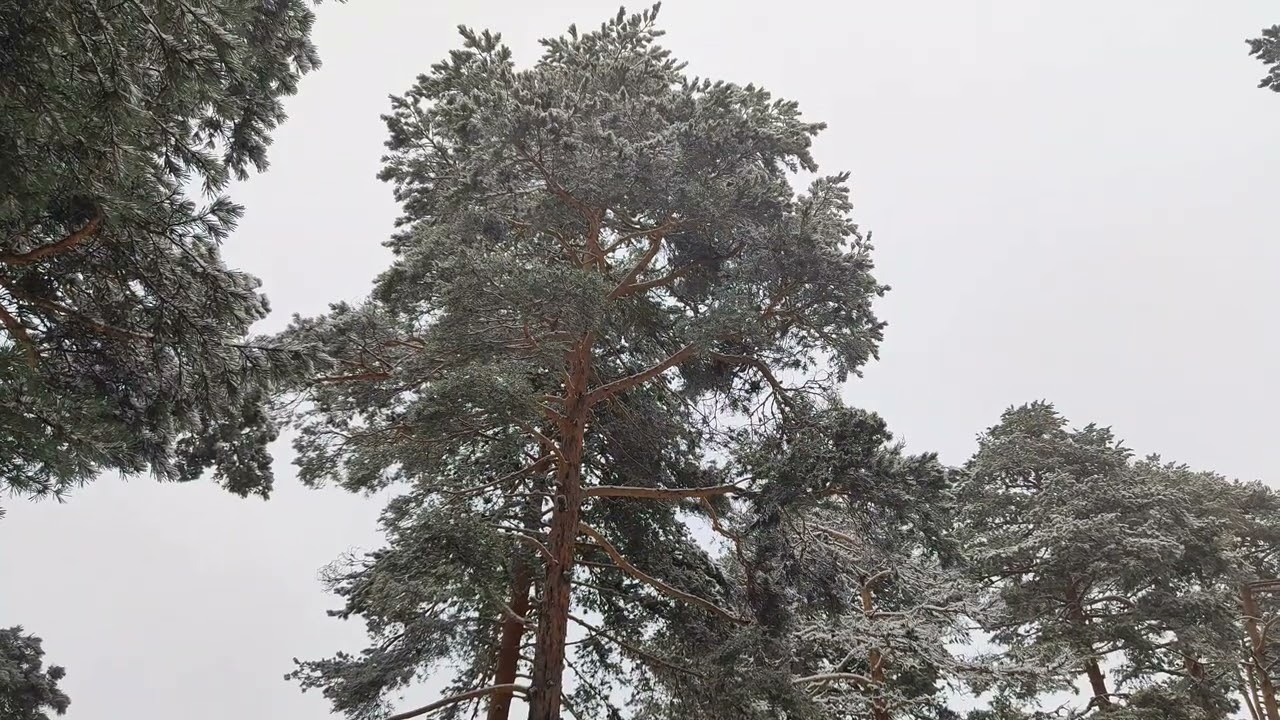 Paisaje de invierno nevando | Sonido ambiente❄️✨
