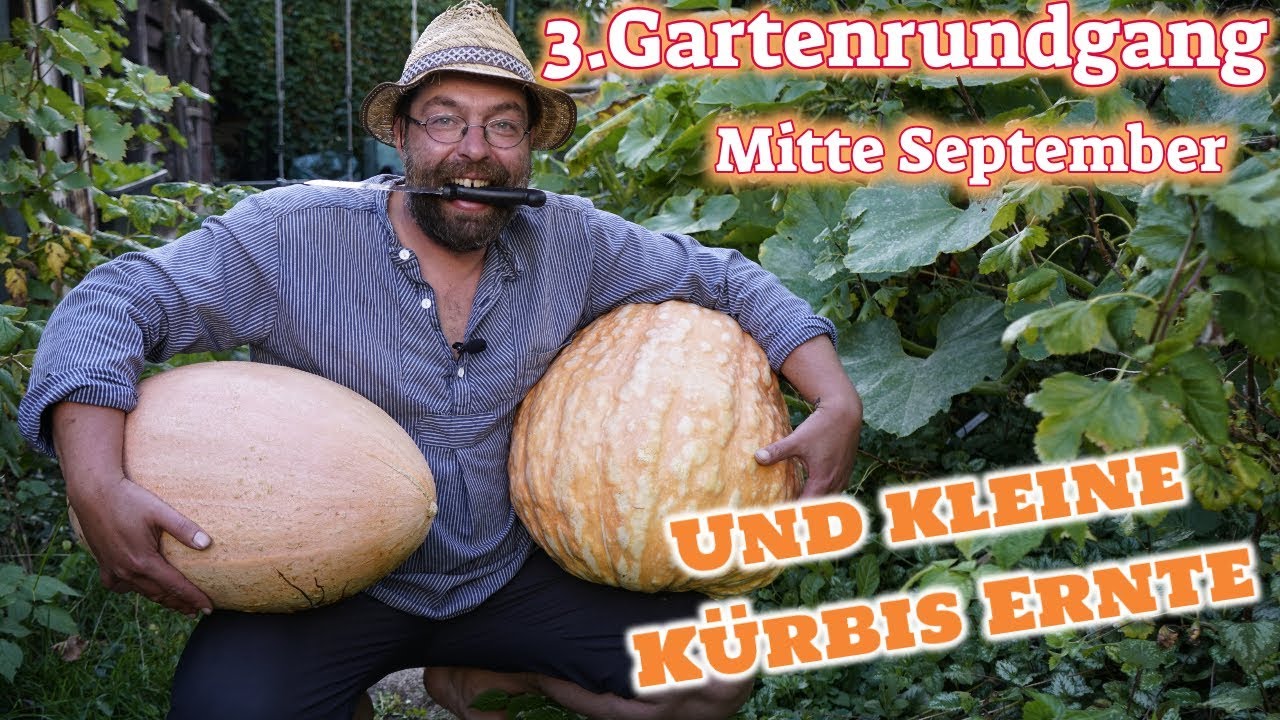 Gartenrundgang Im September mit kleiner Kürbis Ernte