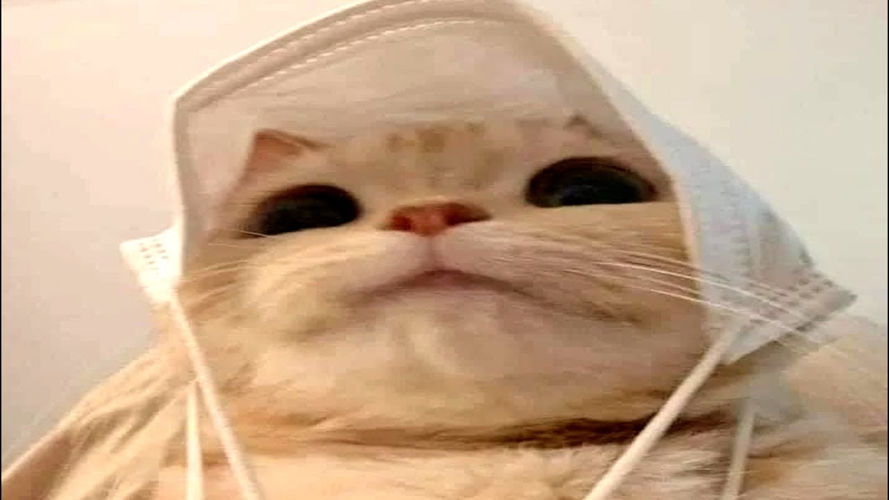 cats with 1 brain cell