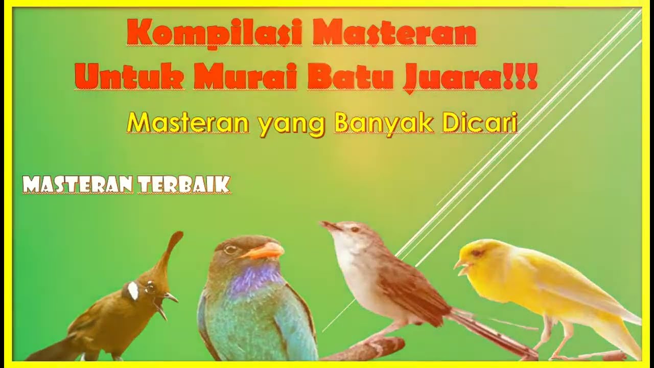 Kompilasi Masteran Burung Murai Batu Yang Banyak Dicari
