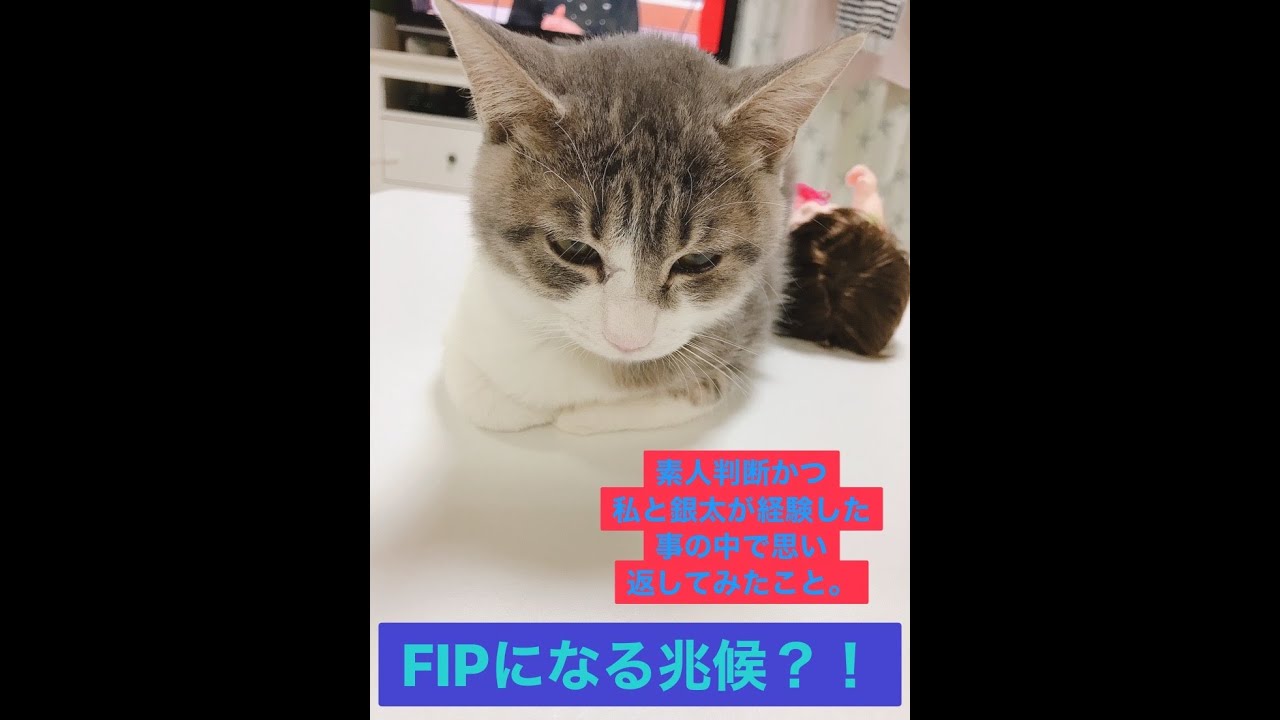前猫の銀太郎がFIPになる直前の様子です。参考になれば幸いです。＃猫＃保護猫＃子猫＃猫伝染性腹膜炎＃FIP＃ドライタイプ