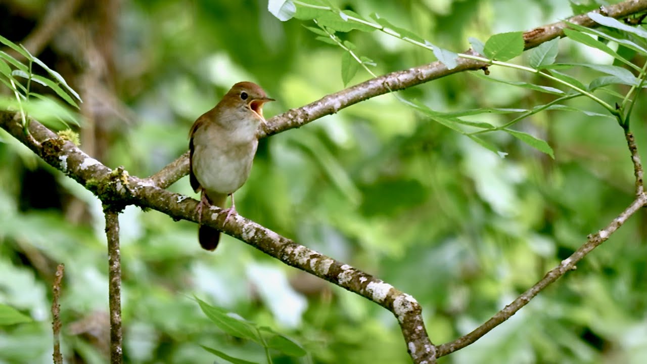 Nightingale song (Luscinia megarhynchos) 30 04 2024 Dordogne