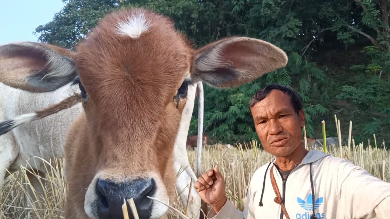 গৰু পালা নবাৰ হল 2025 //