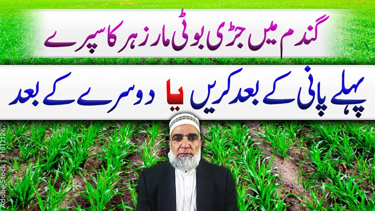 Should we spray herbicide after 1st irrigation or 2nd irrigation in wheat crop || Crop Reformer