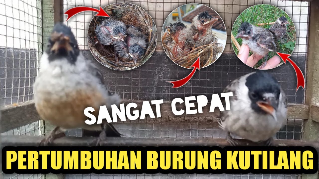 Perkembangan anakan burung KUTILANG
