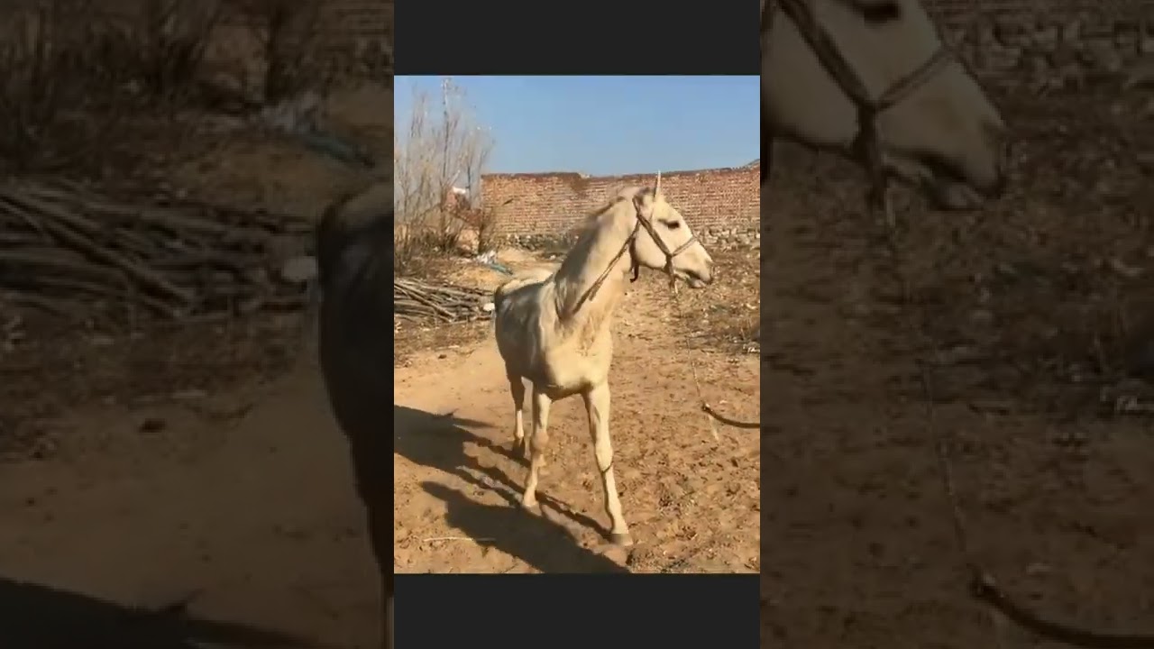 Horse Fighting Best Arabian horse Pony Horses Running Horse