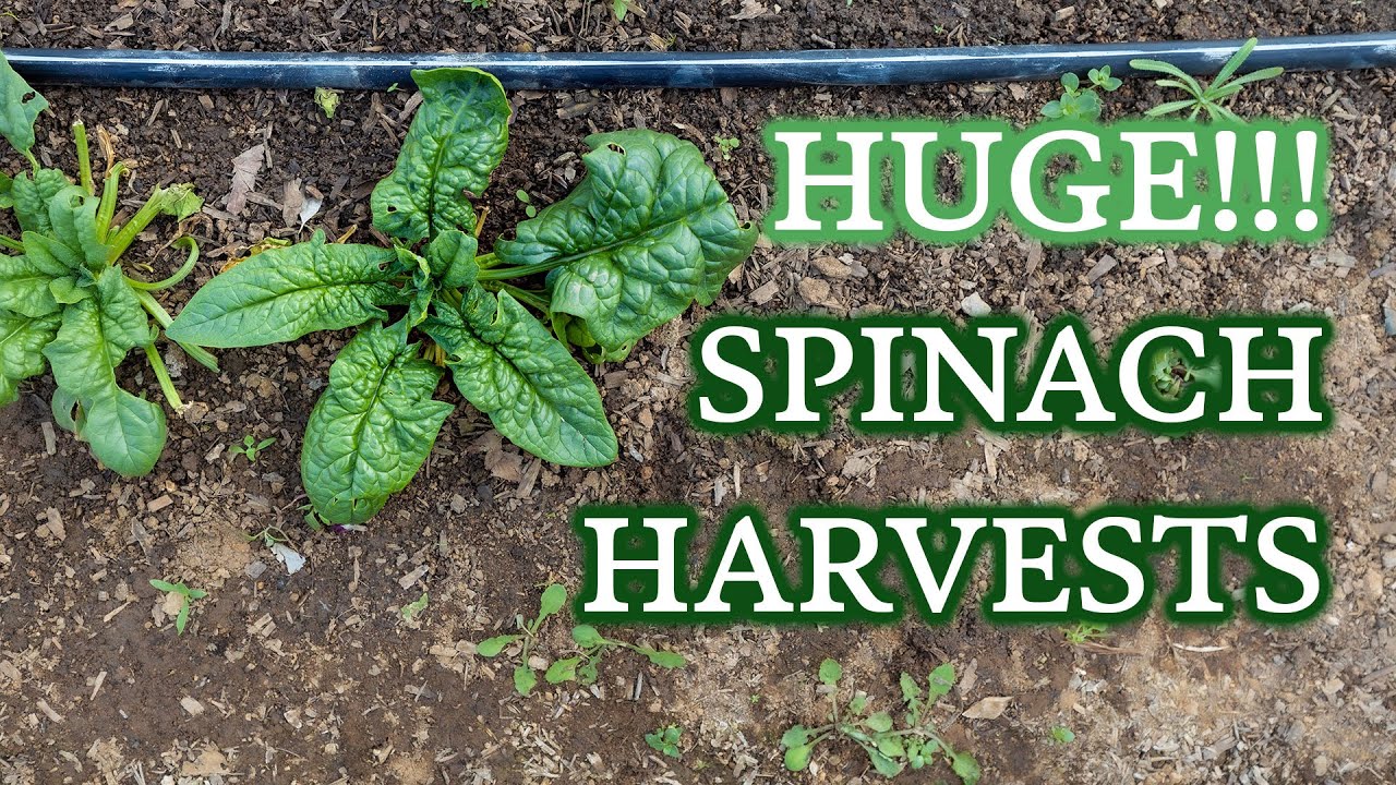 My Favorite Spinach Varieties for Zones 9 & 10 + Planting, Fertilizing & Harvesting Tips & Giveaway