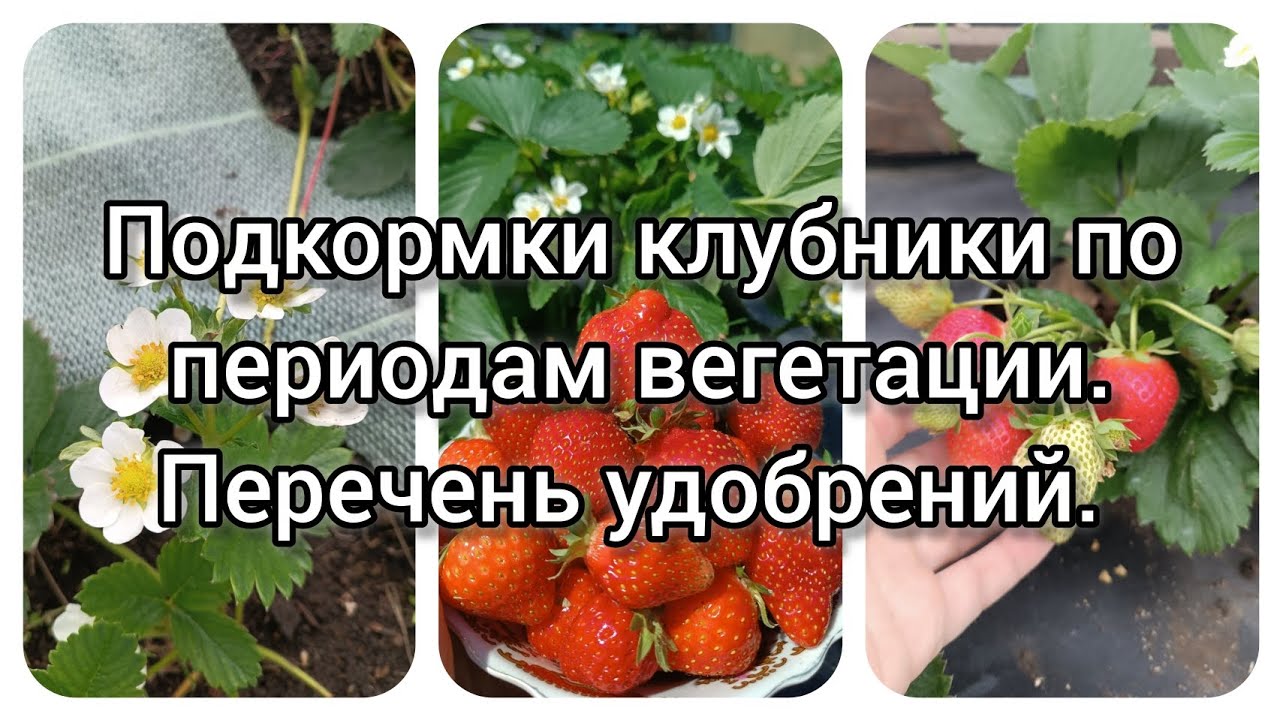 Подкормки клубники по периодам вегетации