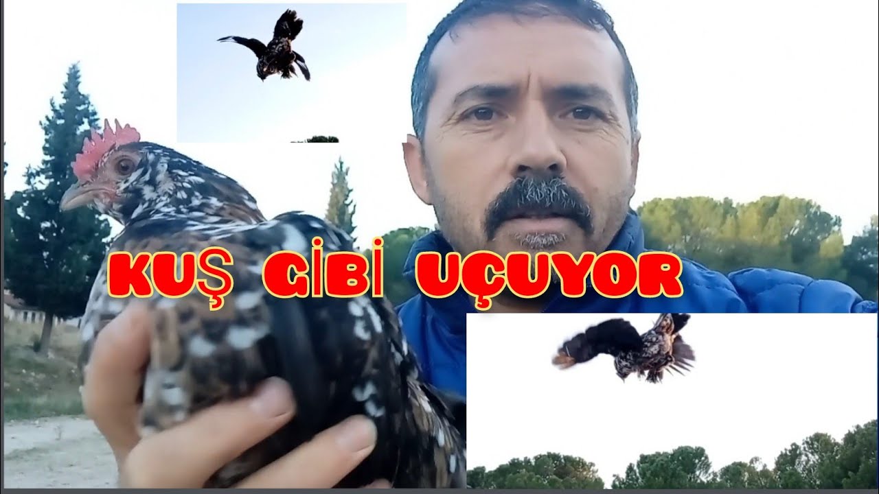 #ispenç KUŞ GİBİ UÇAN İSPENÇ TAVUK. İSPENÇ TAVUK VE İSPENÇ HOROZ UÇURDUK.