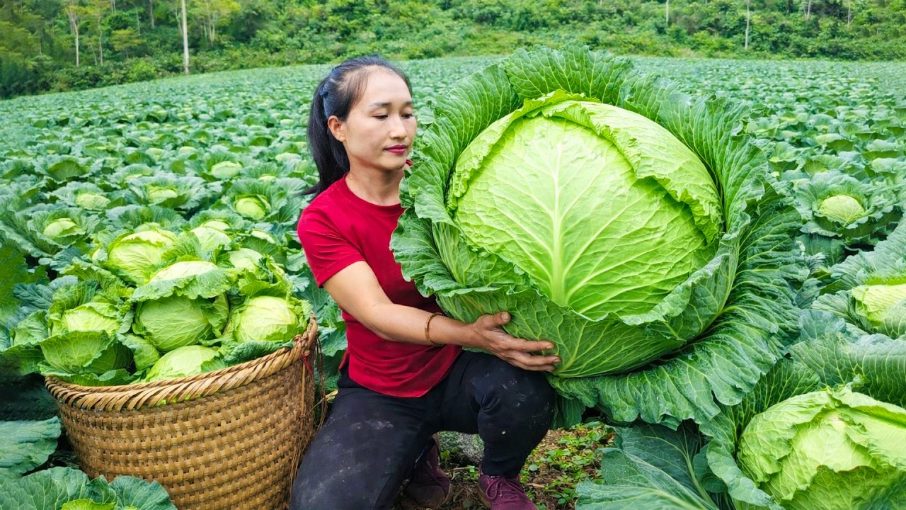 Harvesting cabbage, greens vegetables, and gourds to sell at the market, and taking care of pets