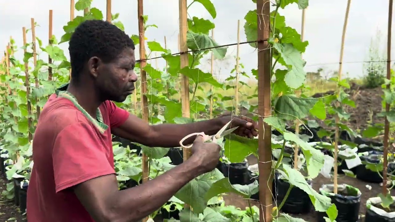 # 18 Hướng dẫn Kungda tuyển chọn trái dưa lưới không nhà màng tại Farm - Cameroon