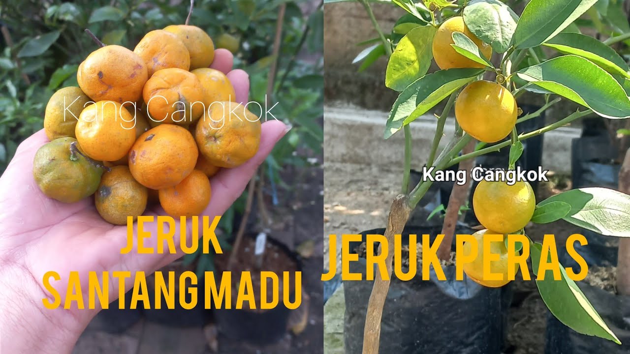PERBEDAAN JERUK SANTANG MADU ASLI dan JERUK PERAS/kip/sonkit/kasturi