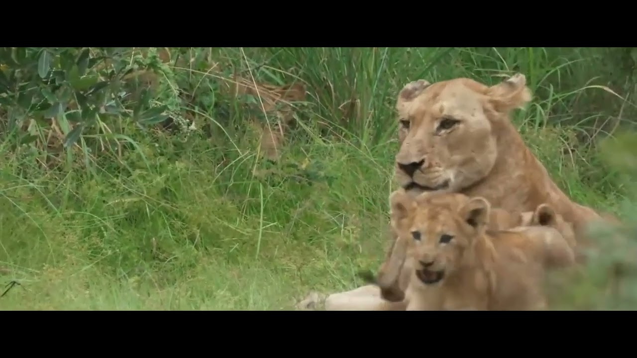 Ndhzenga Male, Nkuhuma Pride and cubs